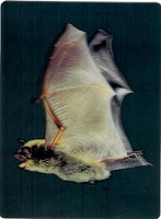Impact Photographics 3D Postcard Little Brown Bat